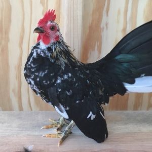 Meet your Posher, Dante